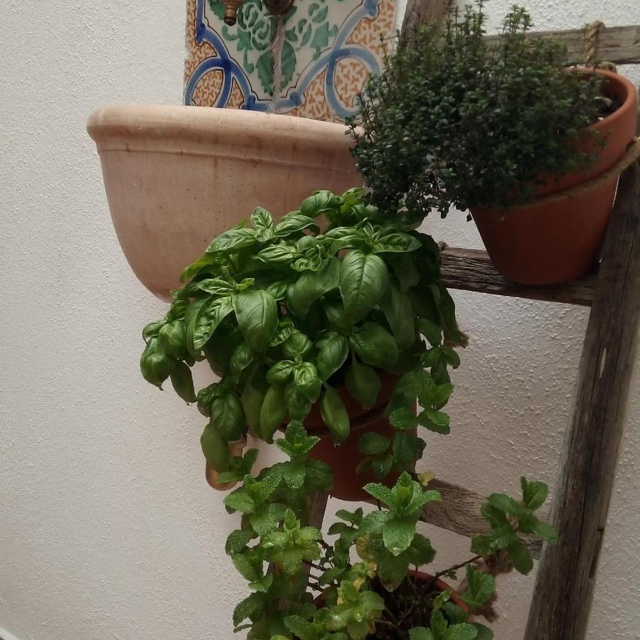 Il Terrazzino Sul Kemonia Lejlighed Palermo Eksteriør billede